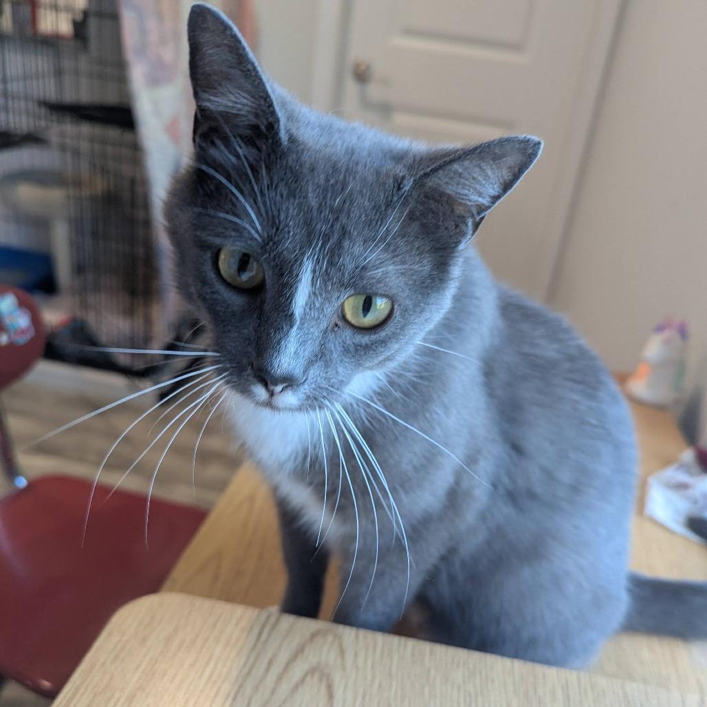 Gloria, a Adoptable Domestic Short Hair in La Grange, KY image 2/6