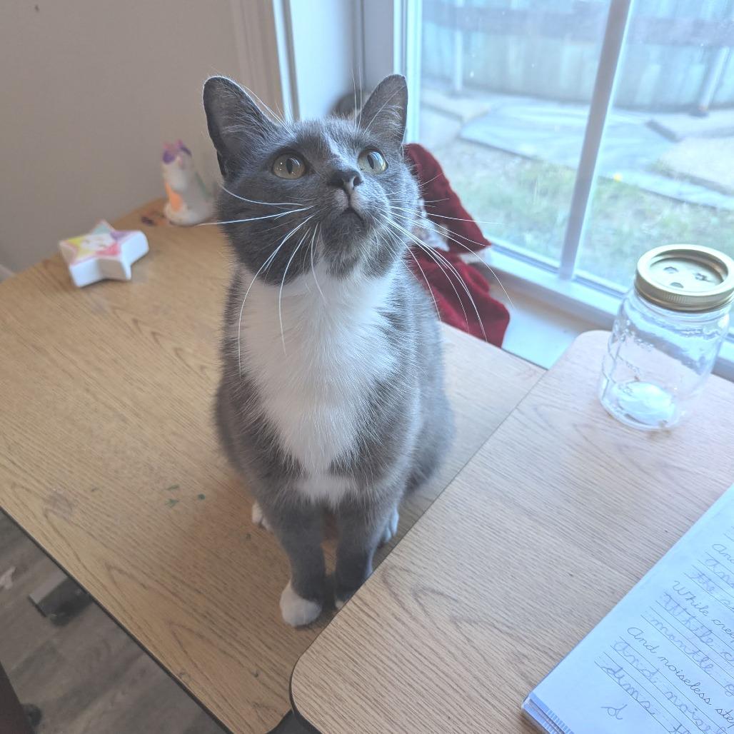 Gloria, a Adoptable Domestic Short Hair in La Grange, KY image 3/6