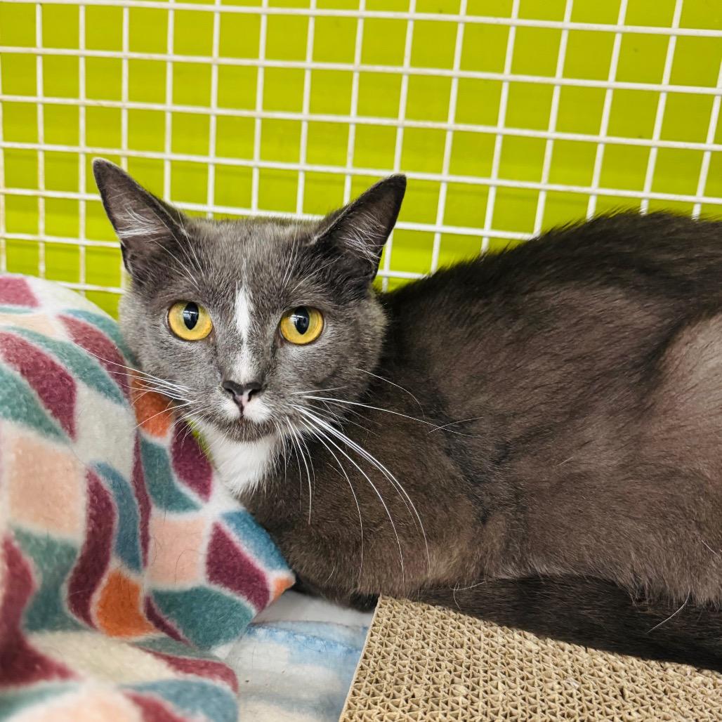 Gloria, a Adoptable Domestic Short Hair in La Grange, KY image 4/6