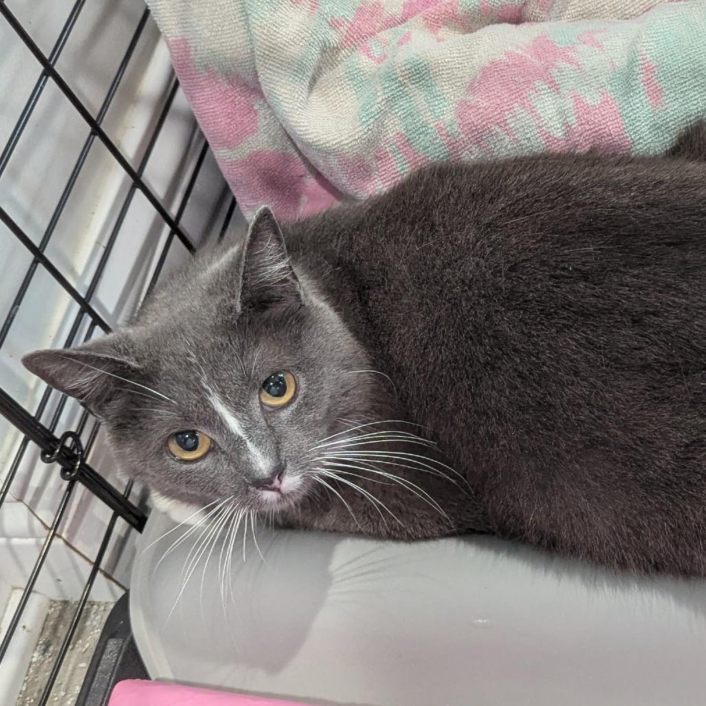 Gloria, a Adoptable Domestic Short Hair in La Grange, KY image 5/6