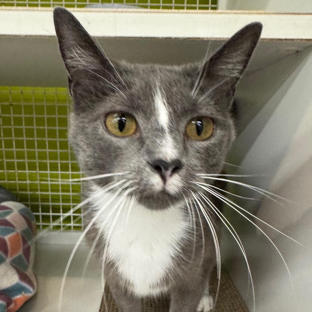 Enlarge Gloria, a Adoptable Domestic Short Hair in La Grange, KY image 6/6