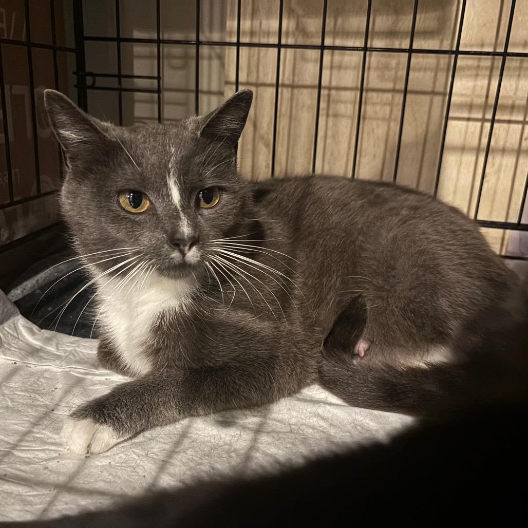 Gloria, a Adoptable Domestic Short Hair in La Grange, KY image 6/6