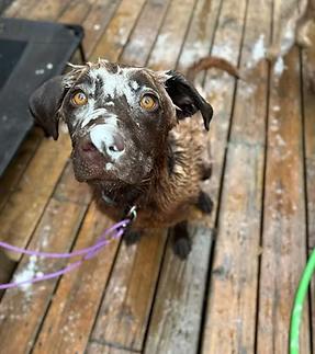 Enlarge Taquito, an adopted mixed breed in GUELPH, ON image 3/4