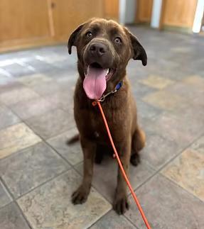 Taquito, Adoptable, Young Male Labrador Retriever.