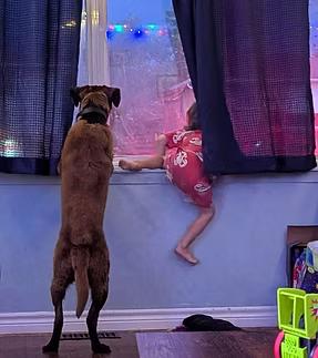 Enlarge Taquito, an adopted mixed breed in GUELPH, ON image 4/4