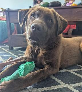 Enlarge Taquito, an adopted mixed breed in GUELPH, ON image 2/4