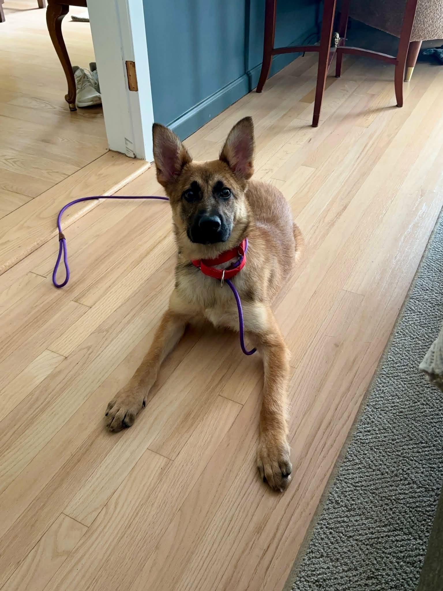 Echo, Adoptable, Puppy Male Shepherd.