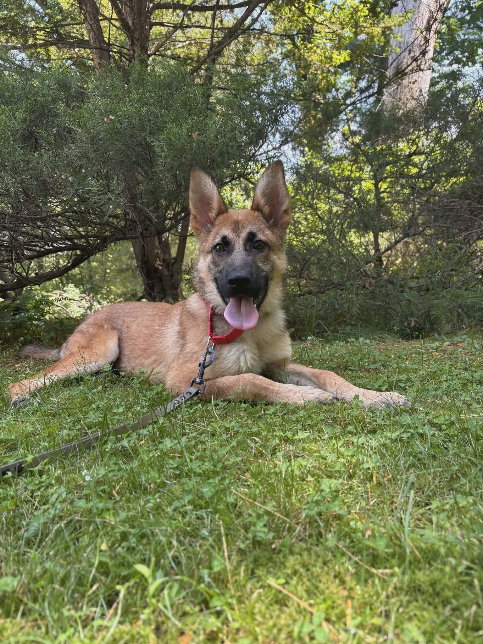 Echo, a Adoptable Shepherd in Westwood, NJ image 3/3