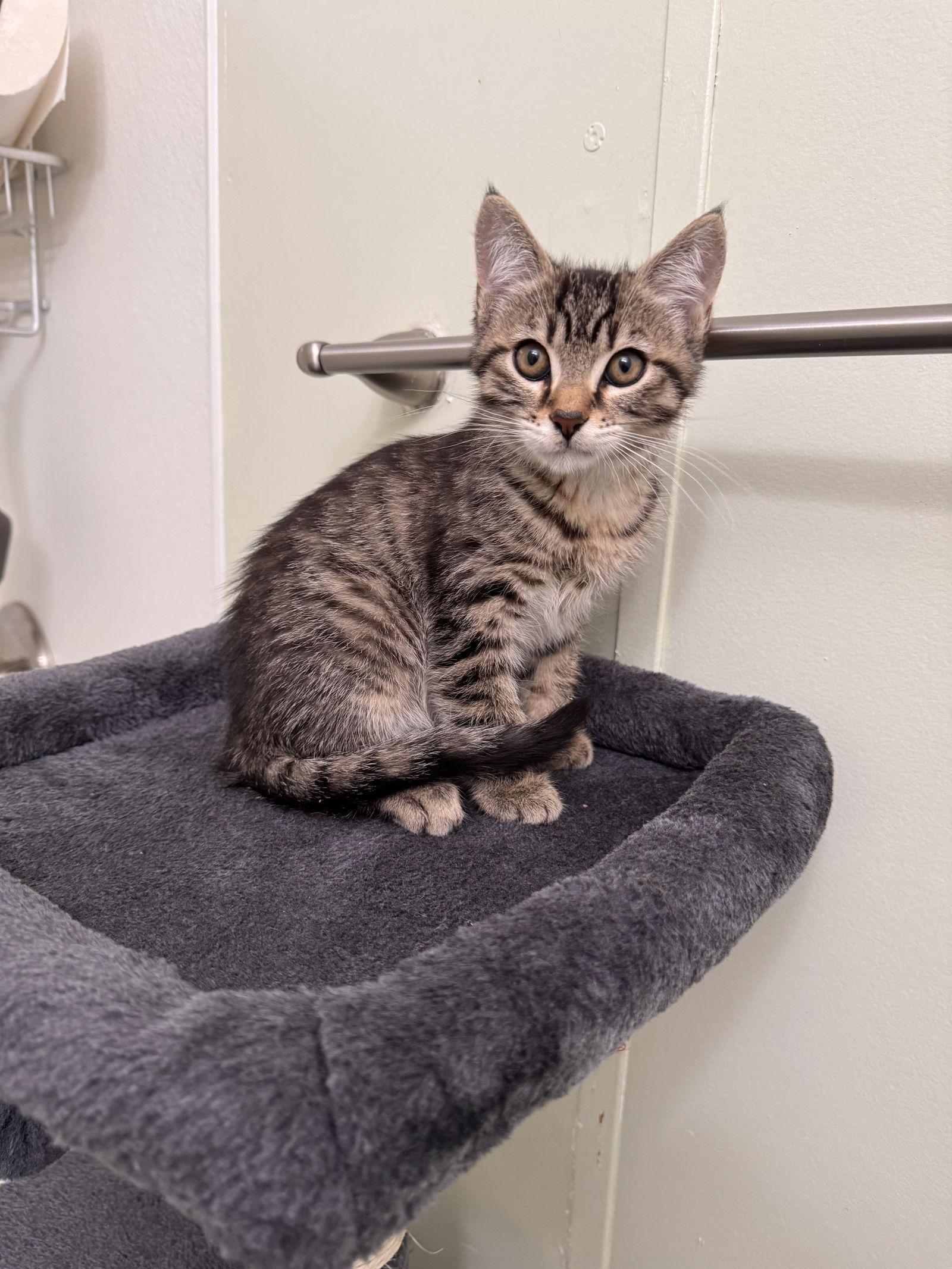 Tommy ( Sydney- Brit), Adoptable, Kitten Male Tabby.