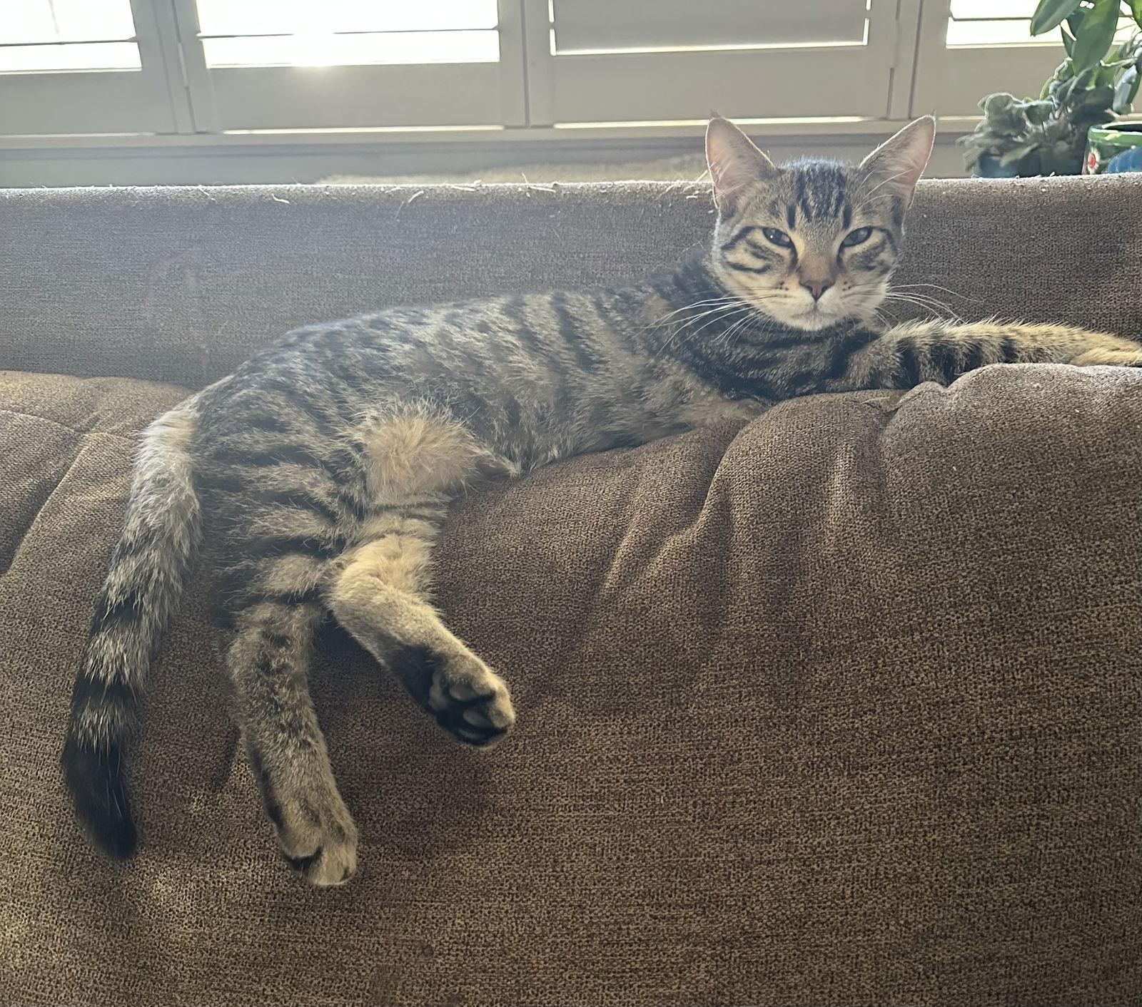 Enlarge Tommy ( Sydney- Brit), a Adoptable Tabby in Napa, CA image 2/2