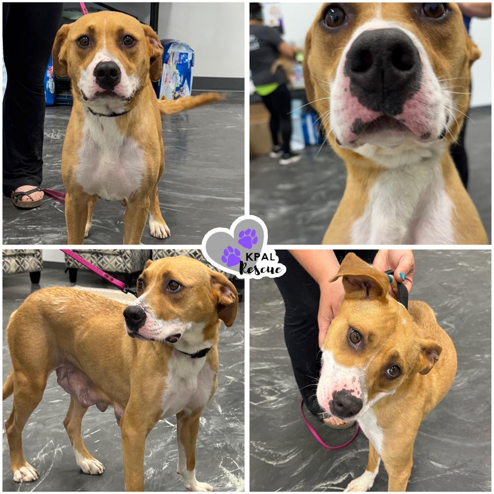 Daisy, Adoptable, Adult Female Hound & Pit Bull Terrier.