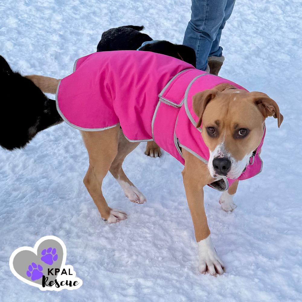 Enlarge Daisy, a Adoptable mixed breed in Kenai, AK image 2/3
