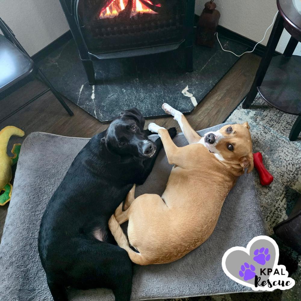 Enlarge Daisy, a Adoptable mixed breed in Kenai, AK image 3/3