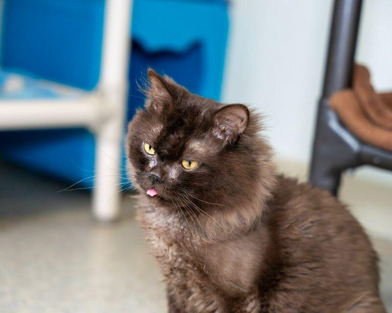 Minerva, Adoptable, Senior Male Domestic Long Hair.