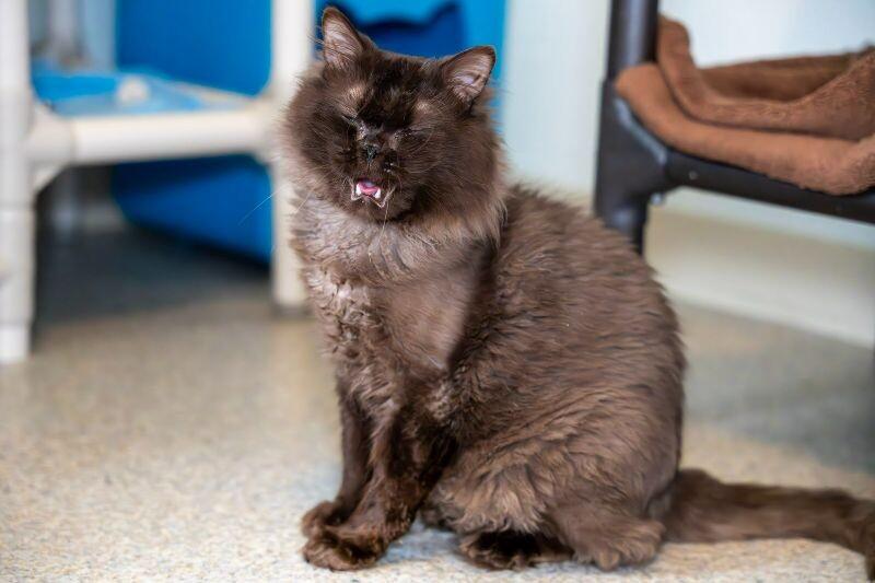 Enlarge Minerva, a Adoptable Domestic Long Hair in Arlington, WA image 2/6