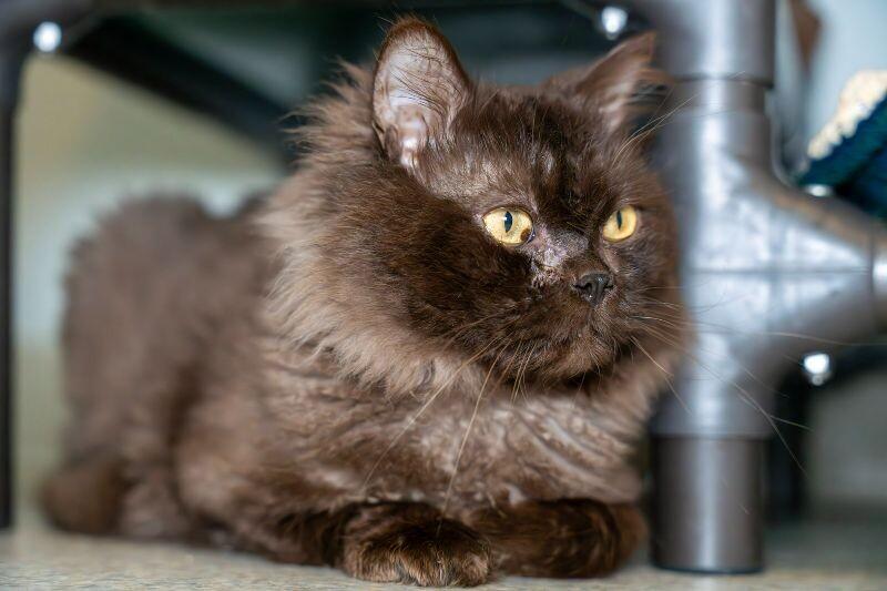 Enlarge Minerva, a Adoptable Domestic Long Hair in Arlington, WA image 3/6