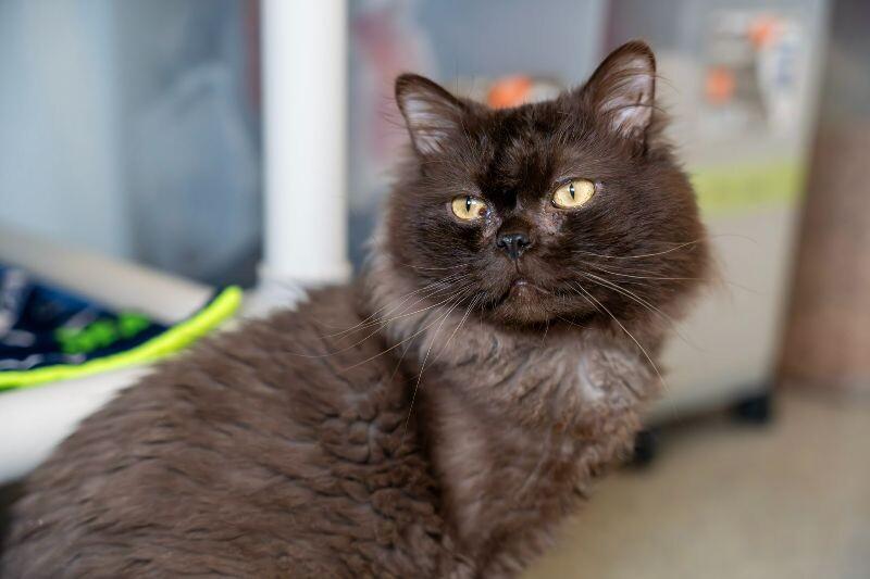 Enlarge Minerva, a Adoptable Domestic Long Hair in Arlington, WA image 4/6