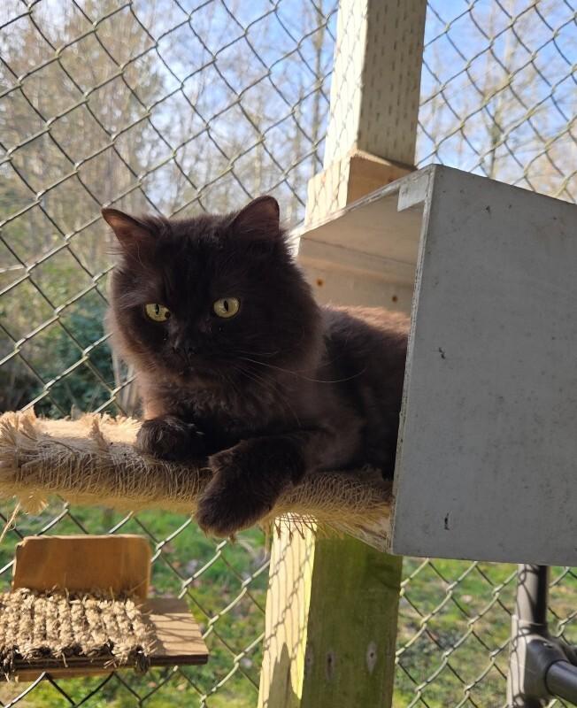 Enlarge Minerva, a Adoptable Domestic Long Hair in Arlington, WA image 5/6