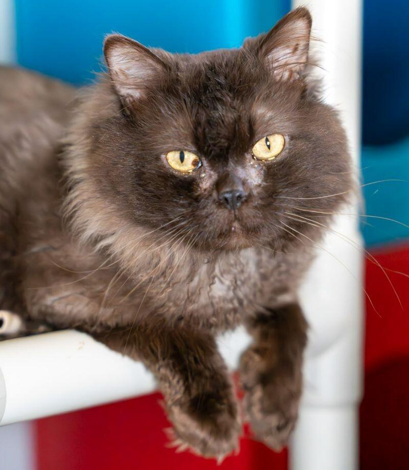 Enlarge Minerva, a Adoptable Domestic Long Hair in Arlington, WA image 6/6