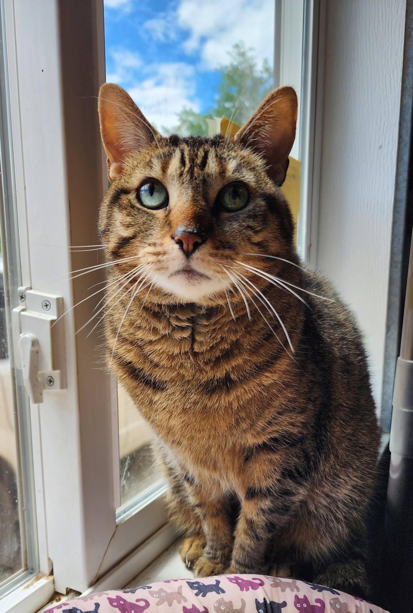 Whiskers (bonded pair), ADOPTABLE, Senior Female Domestic Short Hair.