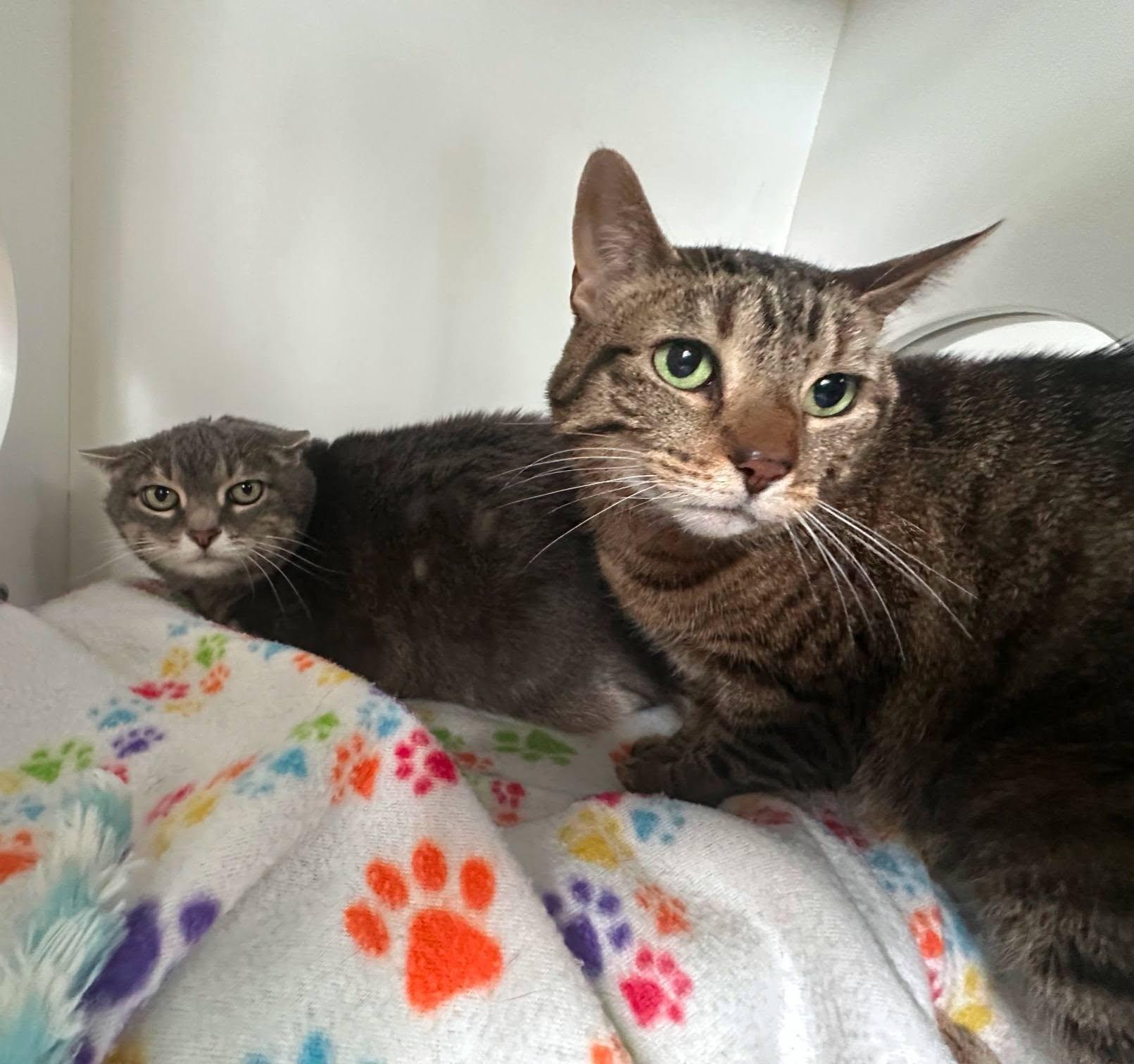 Enlarge Whiskers (bonded pair), a ADOPTABLE Domestic Short Hair in Ely, MN image 3/3