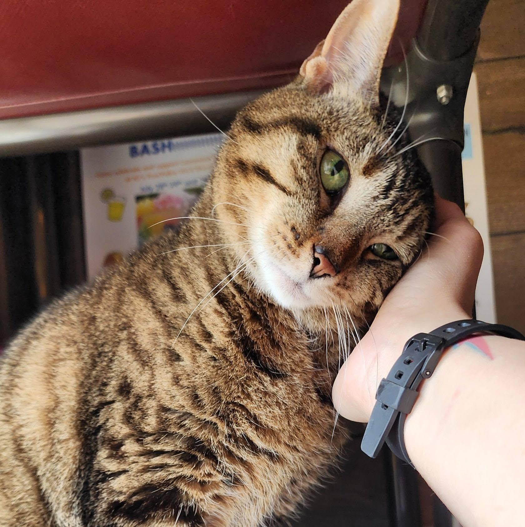 Enlarge Whiskers (bonded pair), a ADOPTABLE Domestic Short Hair in Ely, MN image 2/3