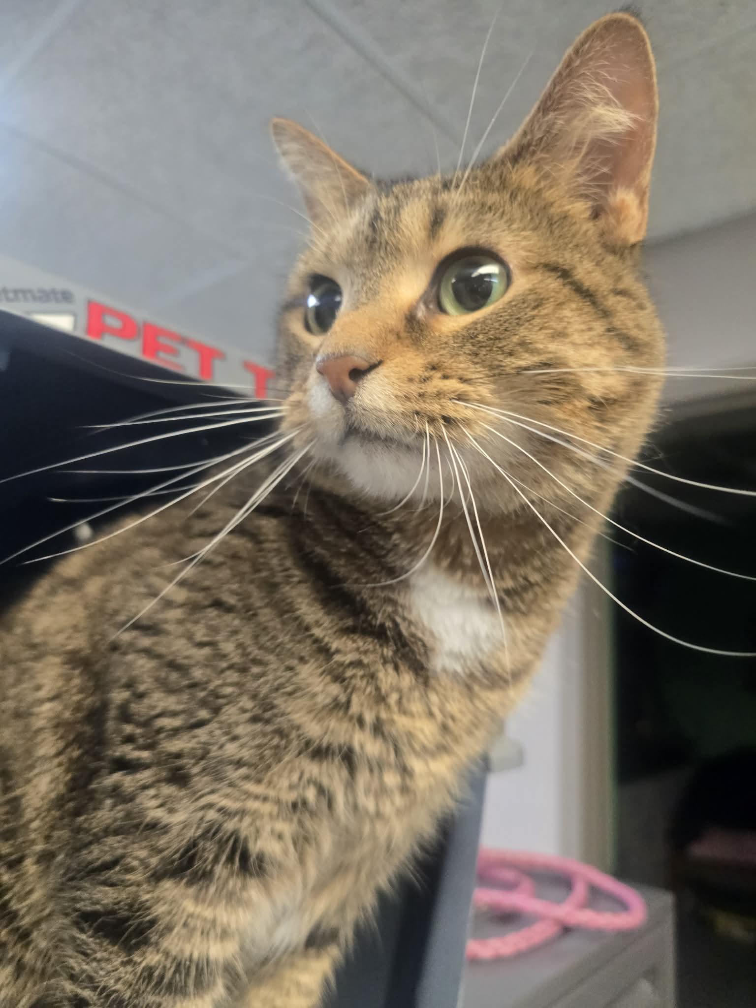 Tudy, ADOPTABLE, Adult Female Domestic Short Hair.