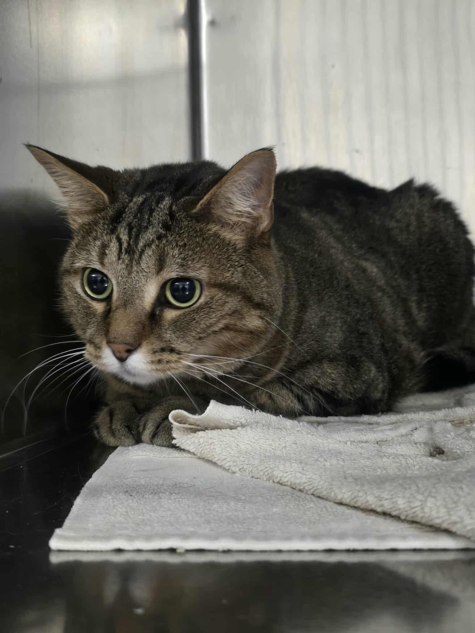 Tudy, a ADOPTABLE Domestic Short Hair in Rock Falls, IL image 2/6