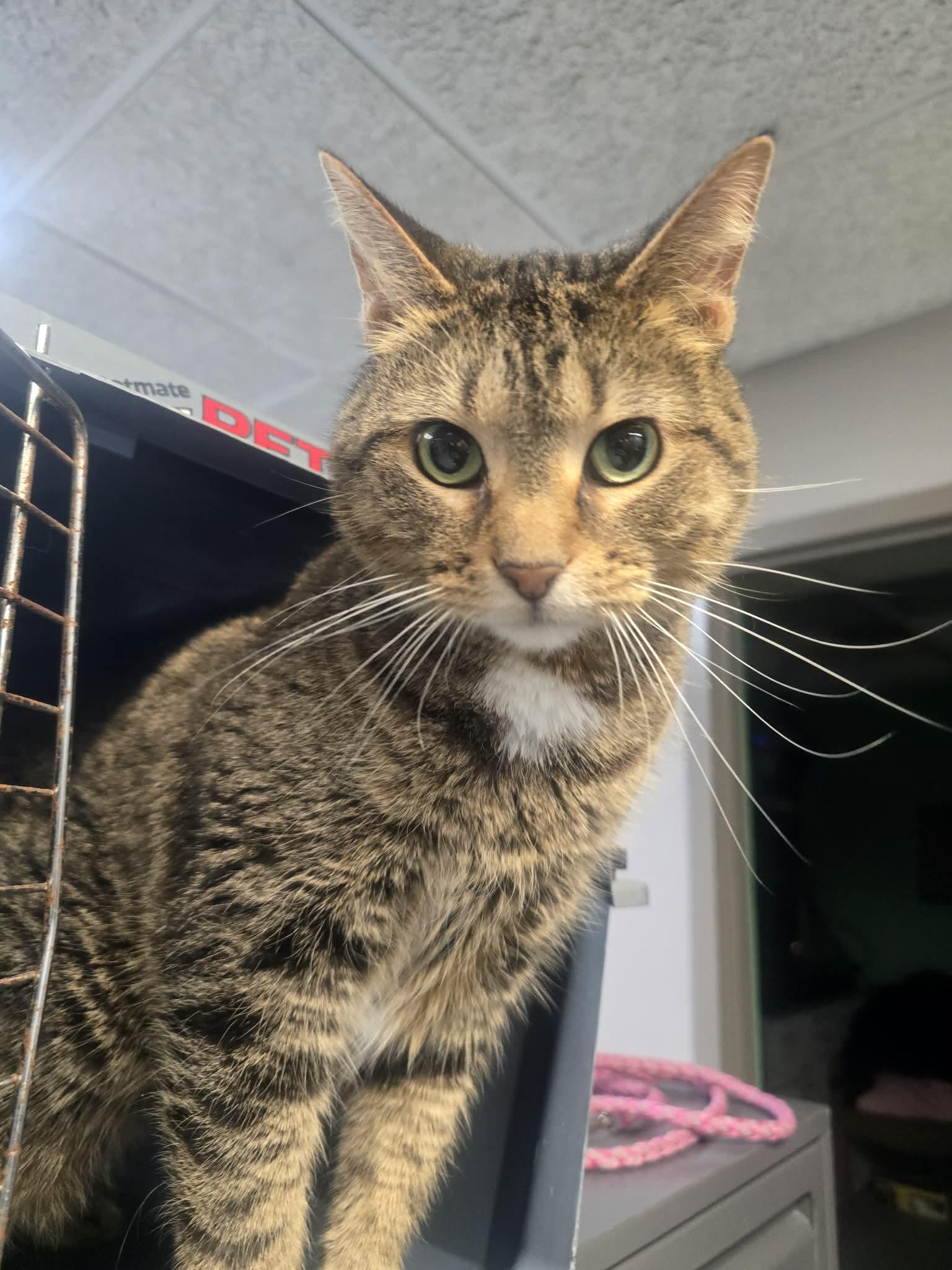 Tudy, a ADOPTABLE Domestic Short Hair in Rock Falls, IL image 3/6