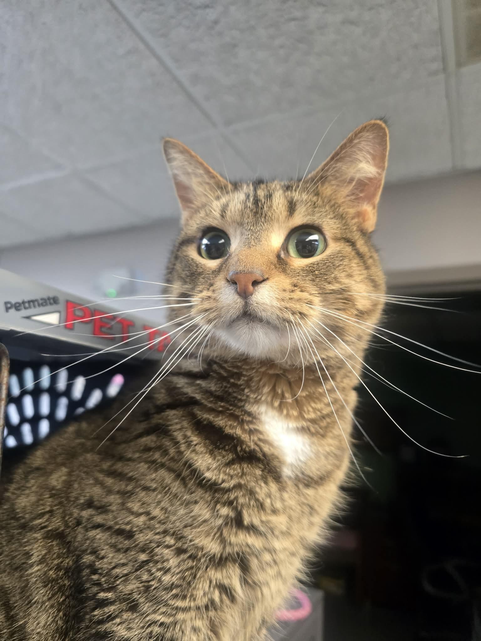 Tudy, a ADOPTABLE Domestic Short Hair in Rock Falls, IL image 4/6