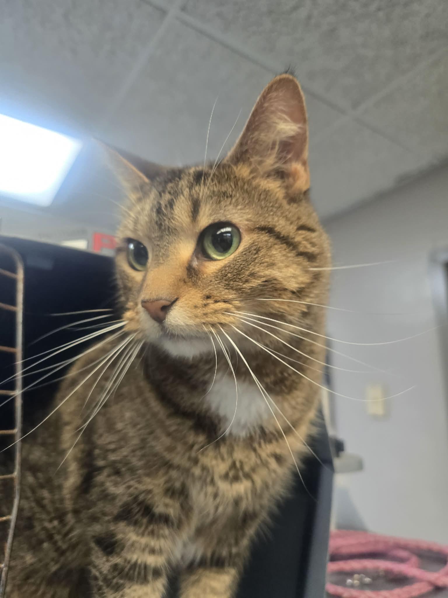 Tudy, a ADOPTABLE Domestic Short Hair in Rock Falls, IL image 5/6