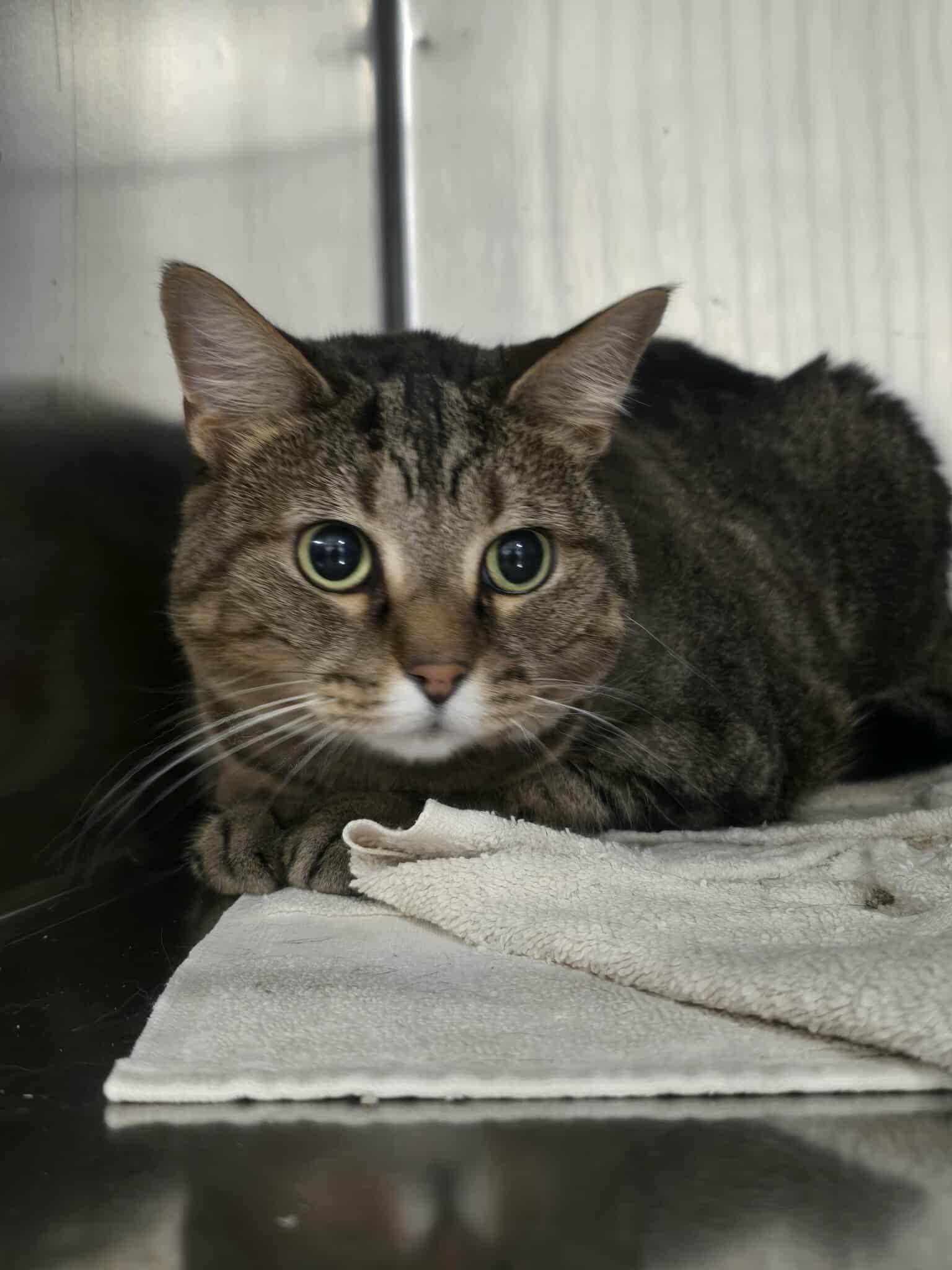 Tudy, a ADOPTABLE Domestic Short Hair in Rock Falls, IL image 6/6
