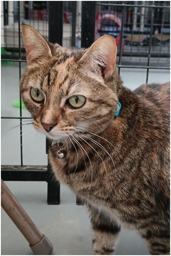 Poppy, ADOPTABLE, Adult Female American Shorthair.