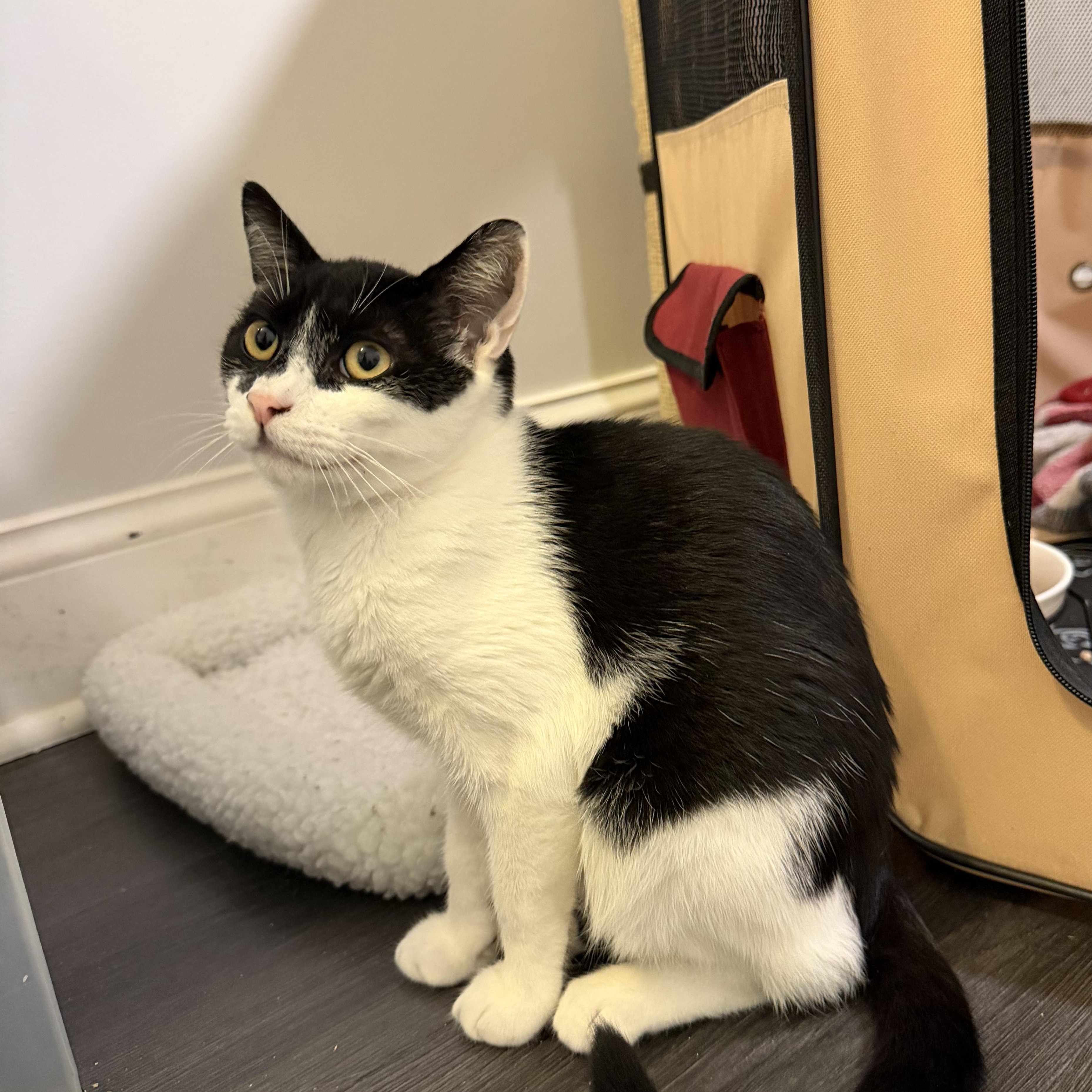Enlarge DARKSTRIPE, a Adoptable Domestic Short Hair in Hamilton, NJ image 4/5