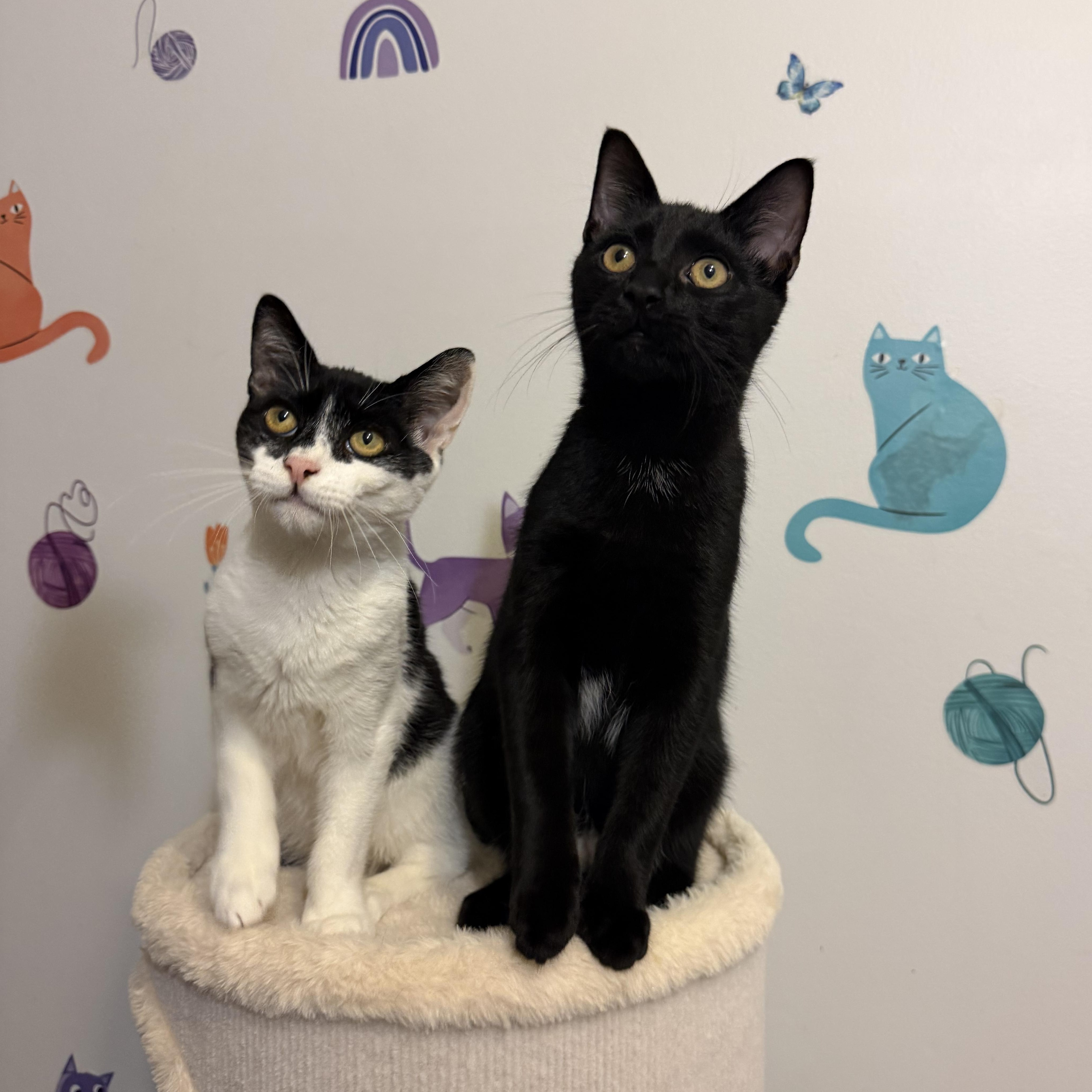 Enlarge DARKSTRIPE, a Adoptable Domestic Short Hair in Hamilton, NJ image 2/5