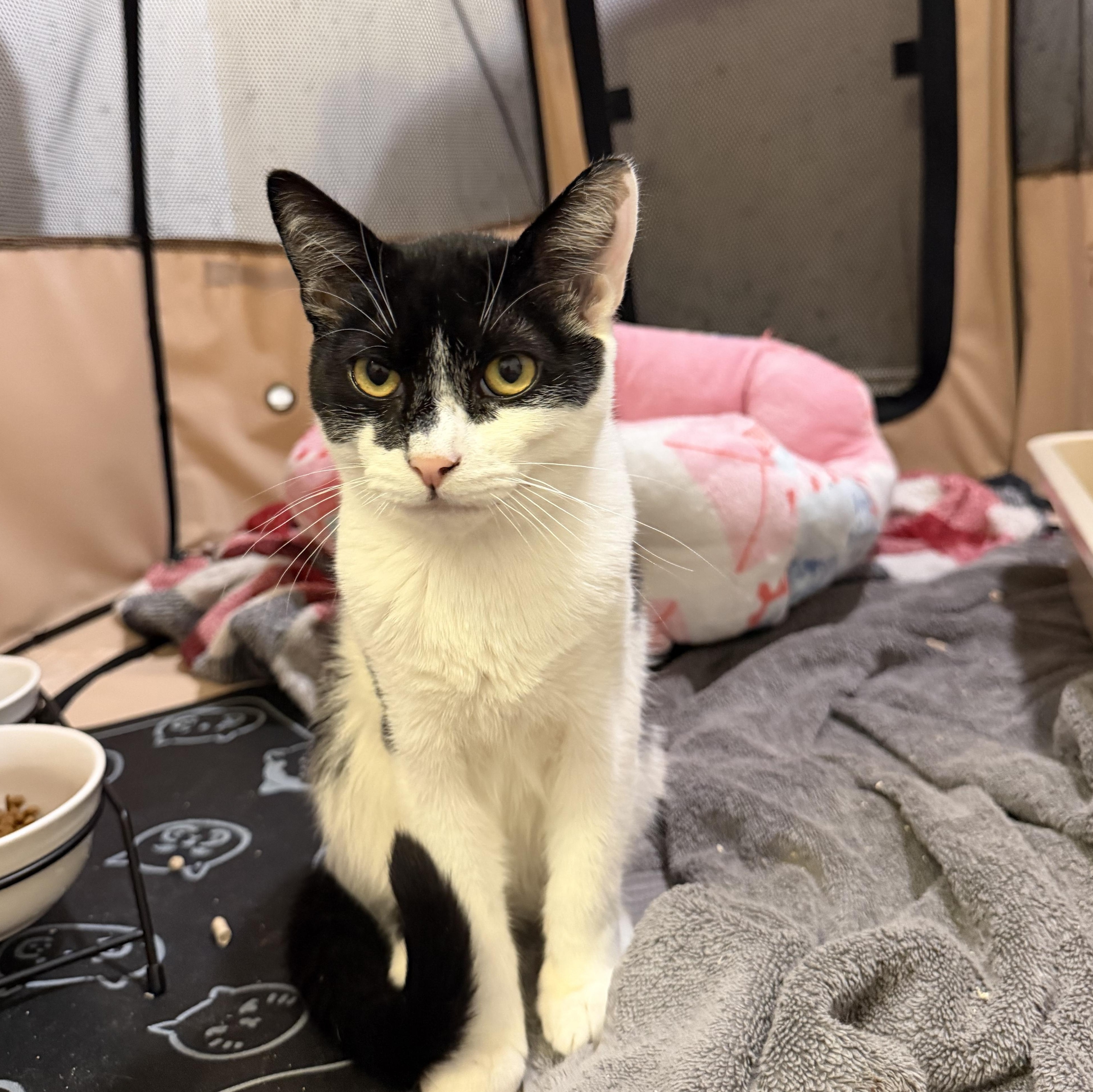 Enlarge DARKSTRIPE, a Adoptable Domestic Short Hair in Hamilton, NJ image 3/5