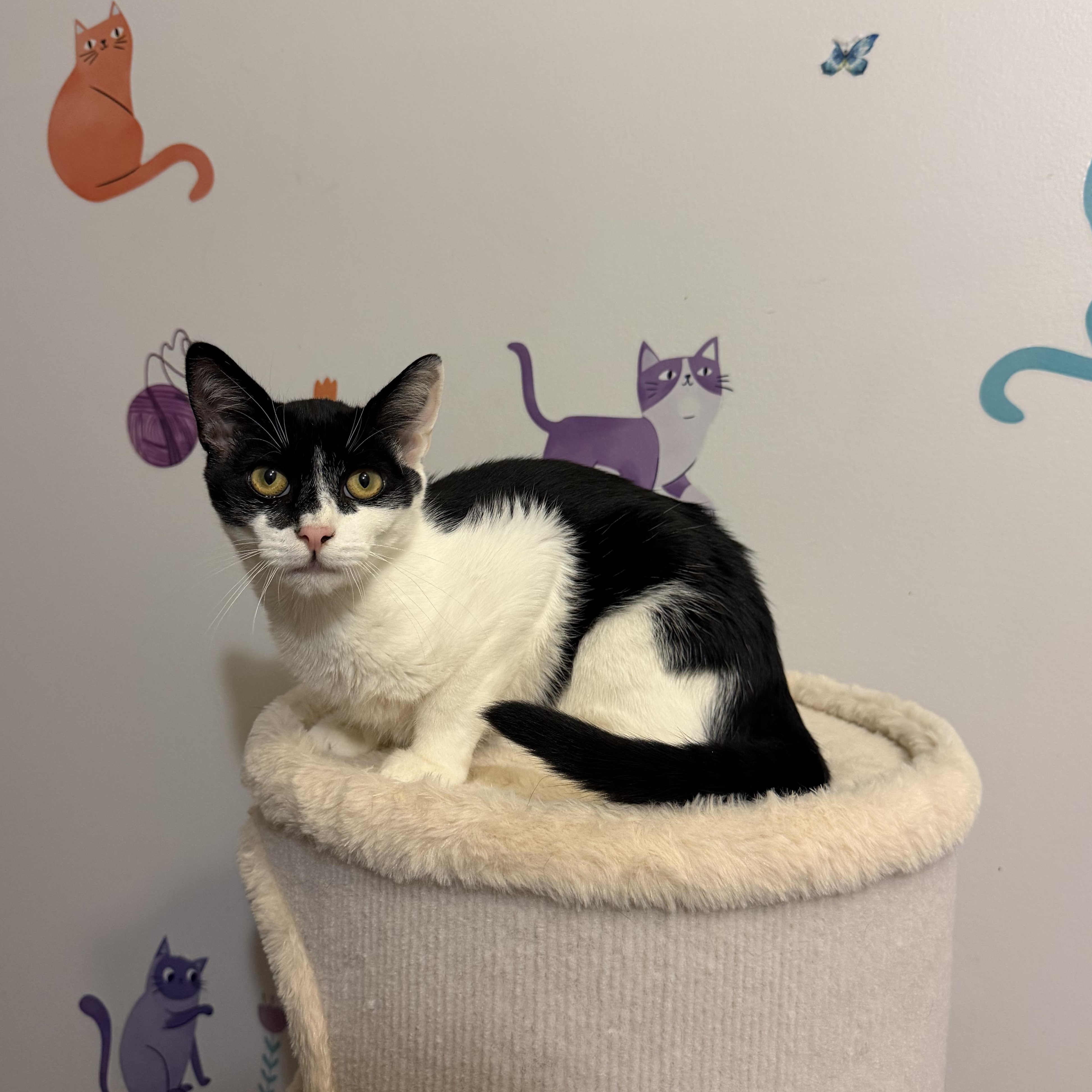 Enlarge DARKSTRIPE, a Adoptable Domestic Short Hair in Hamilton, NJ image 5/5