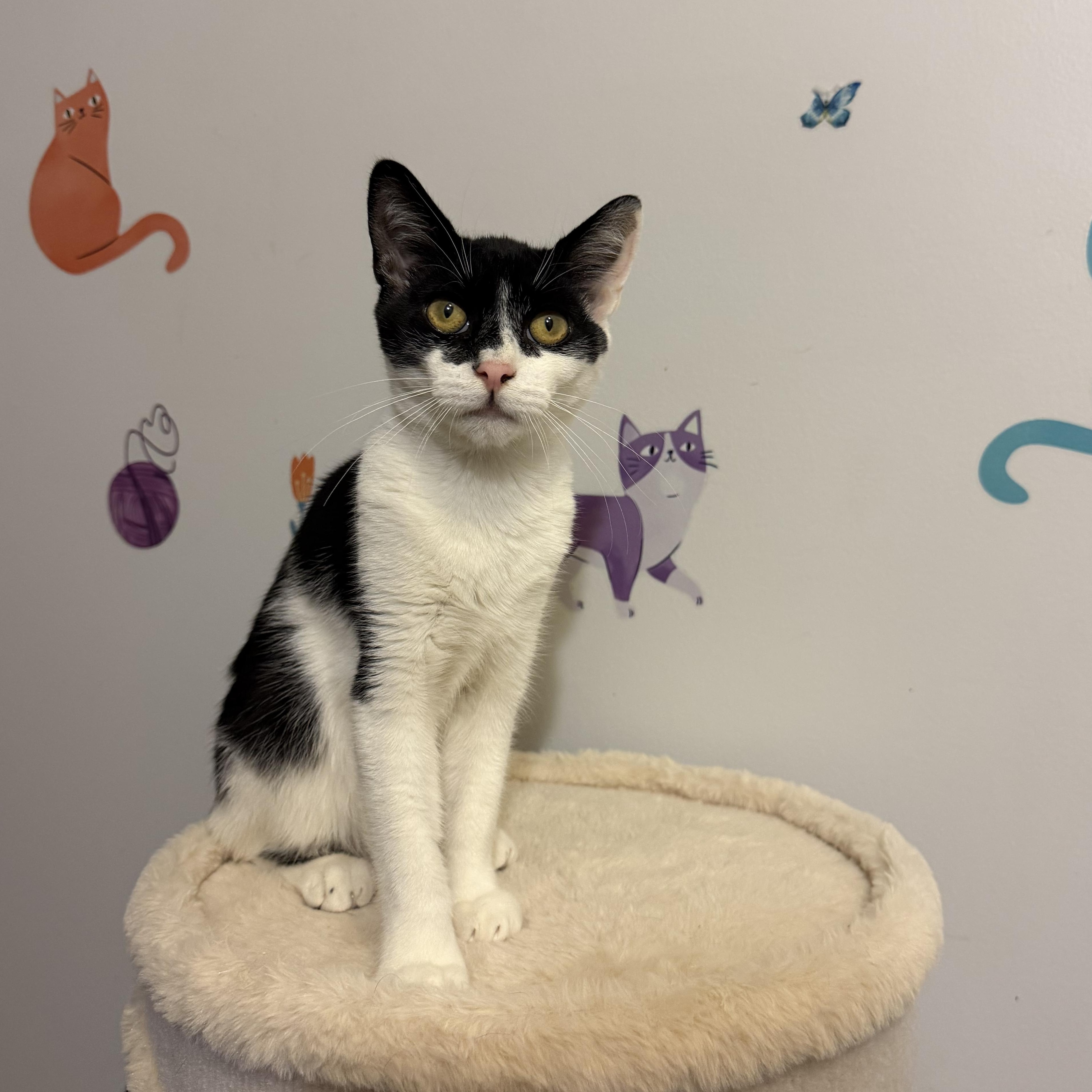 DARKSTRIPE, Adoptable, Kitten Male Domestic Short Hair.