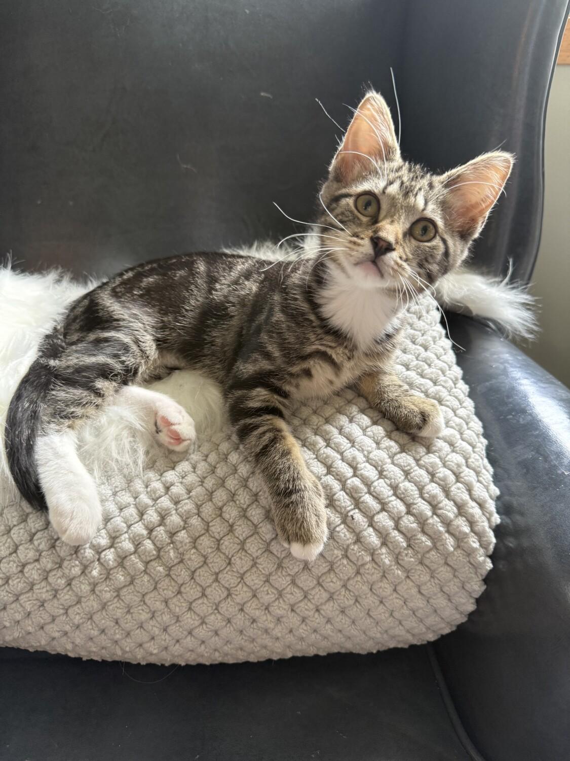 ALLISON, an adopted Domestic Short Hair in Marengo, IL image 2/4