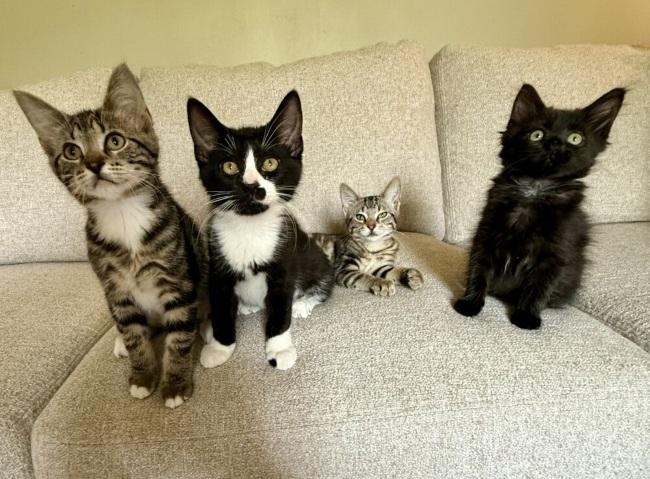 ALLISON, an adopted Domestic Short Hair in Marengo, IL image 4/4
