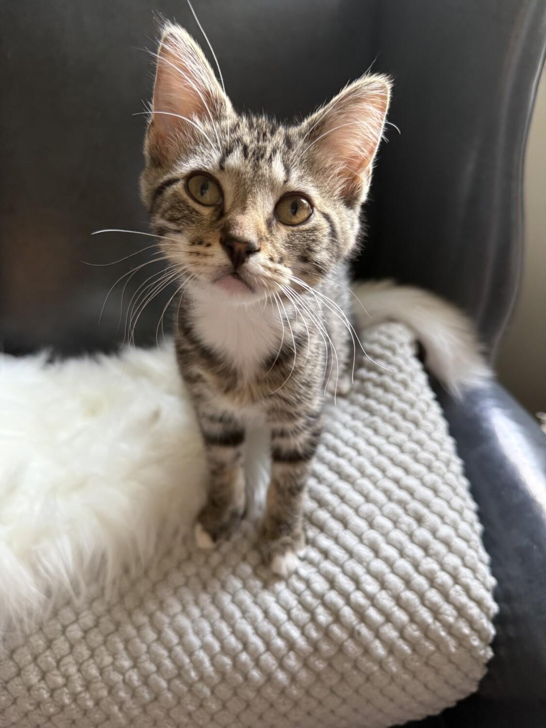 ALLISON, an adopted Domestic Short Hair in Marengo, IL image 3/4
