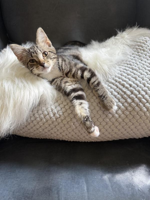 ALLISON, an adopted Domestic Short Hair in Marengo, IL image 1/4