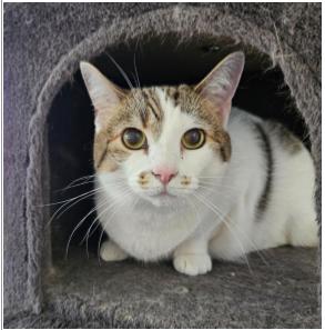 Daisy, Adoptable, Adult Female Domestic Short Hair.