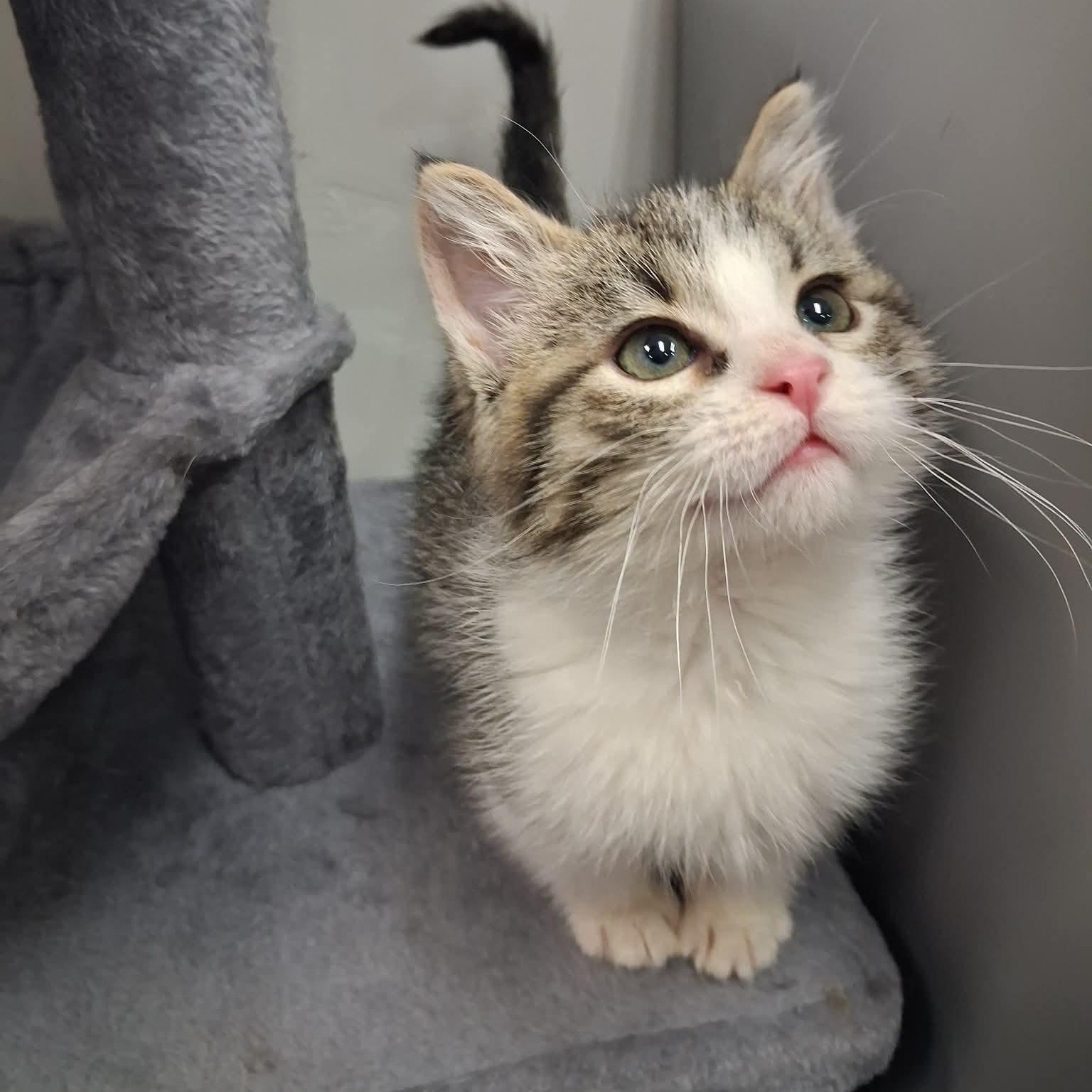 Diablo, a ADOPTABLE Domestic Short Hair in Roosevelt, UT image 1/4