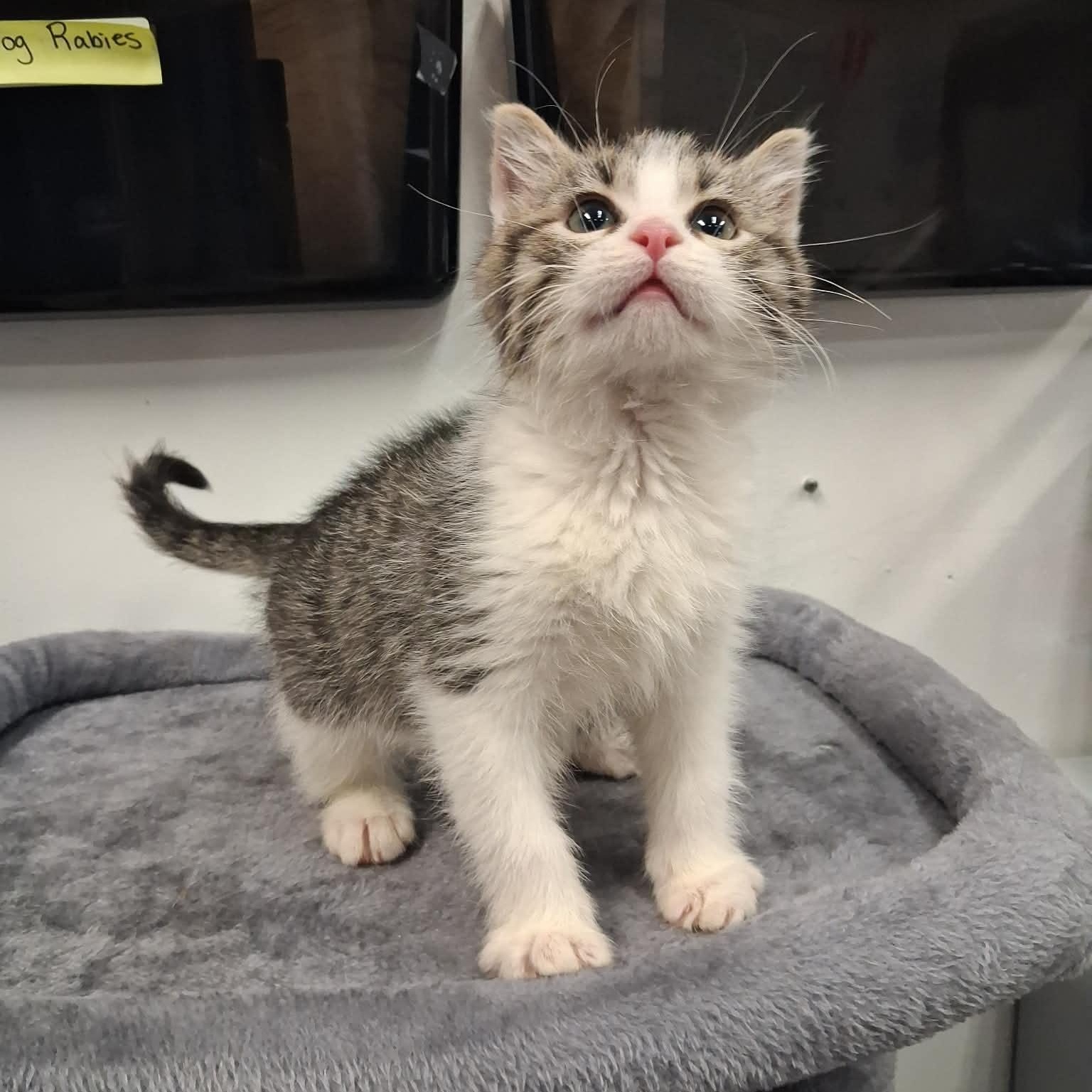 Diablo, a ADOPTABLE Domestic Short Hair in Roosevelt, UT image 2/4