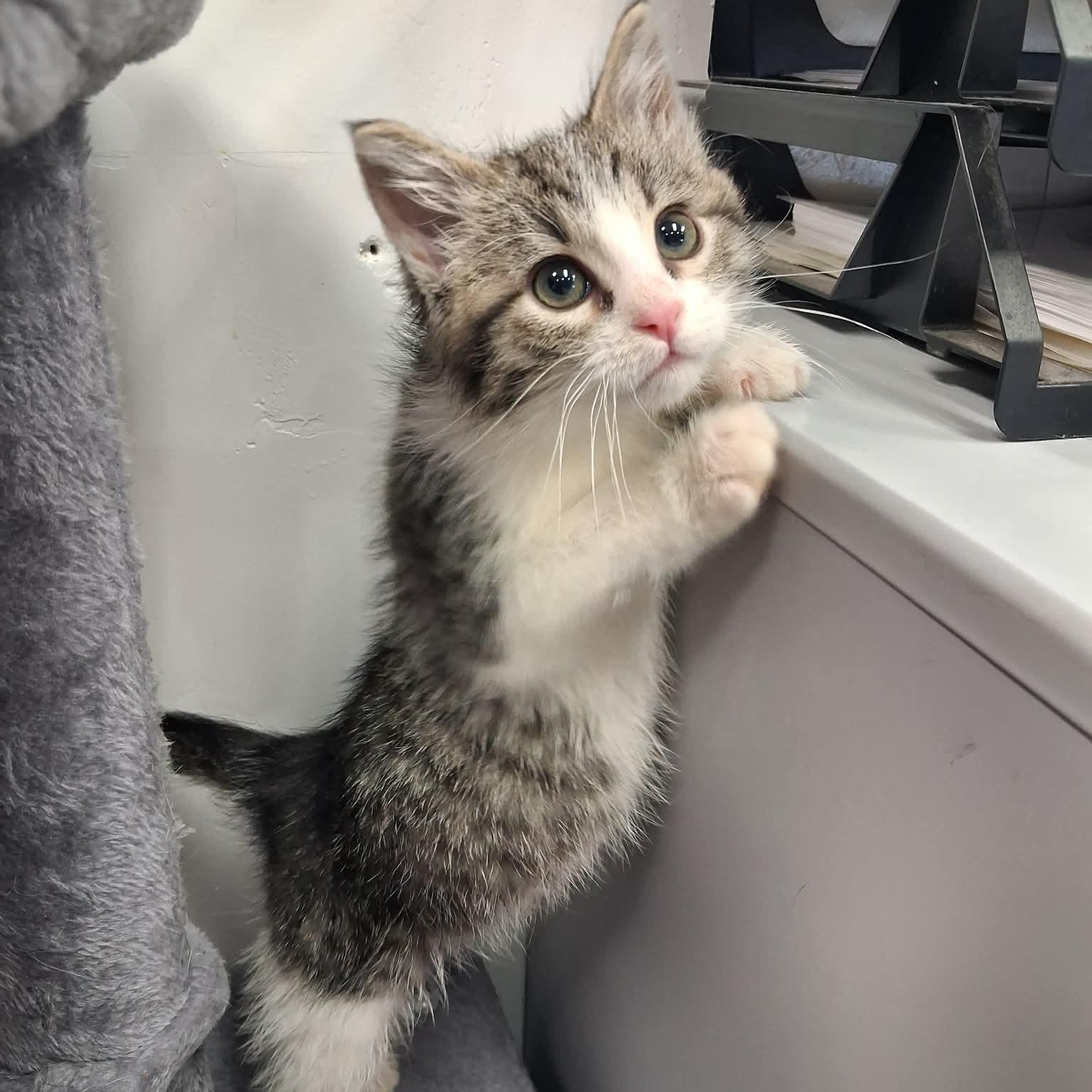 Diablo, a ADOPTABLE Domestic Short Hair in Roosevelt, UT image 4/4