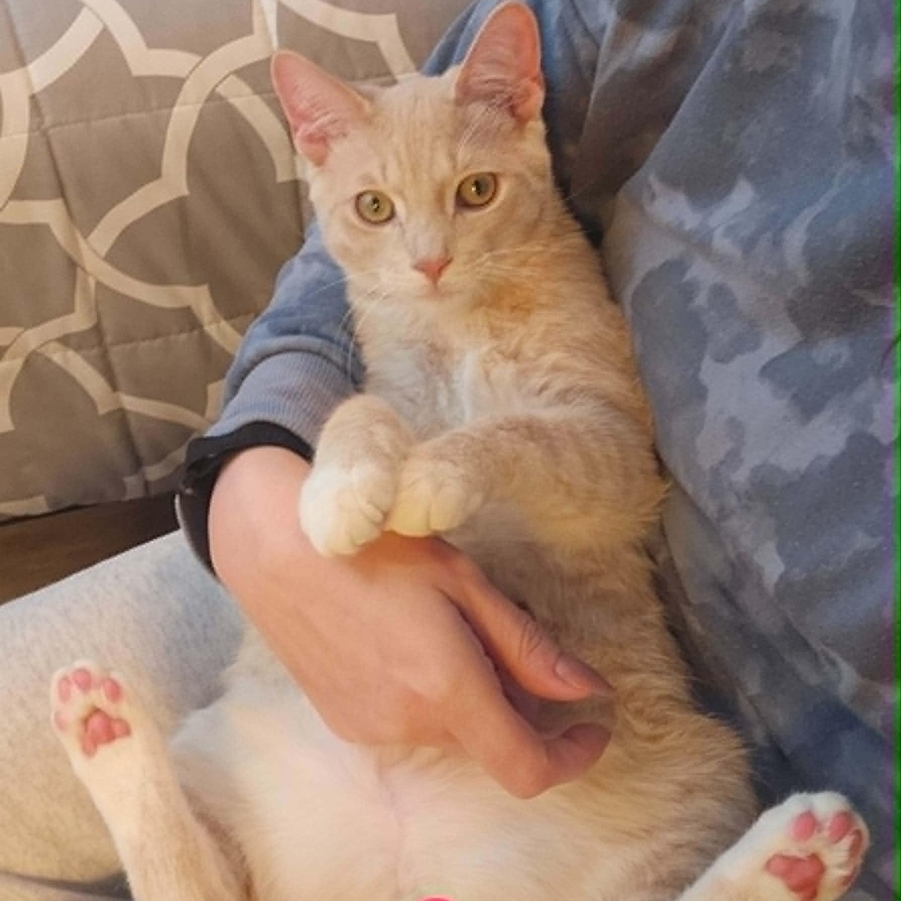 Simon, an adopted Domestic Short Hair in Antioch, CA image 3/5