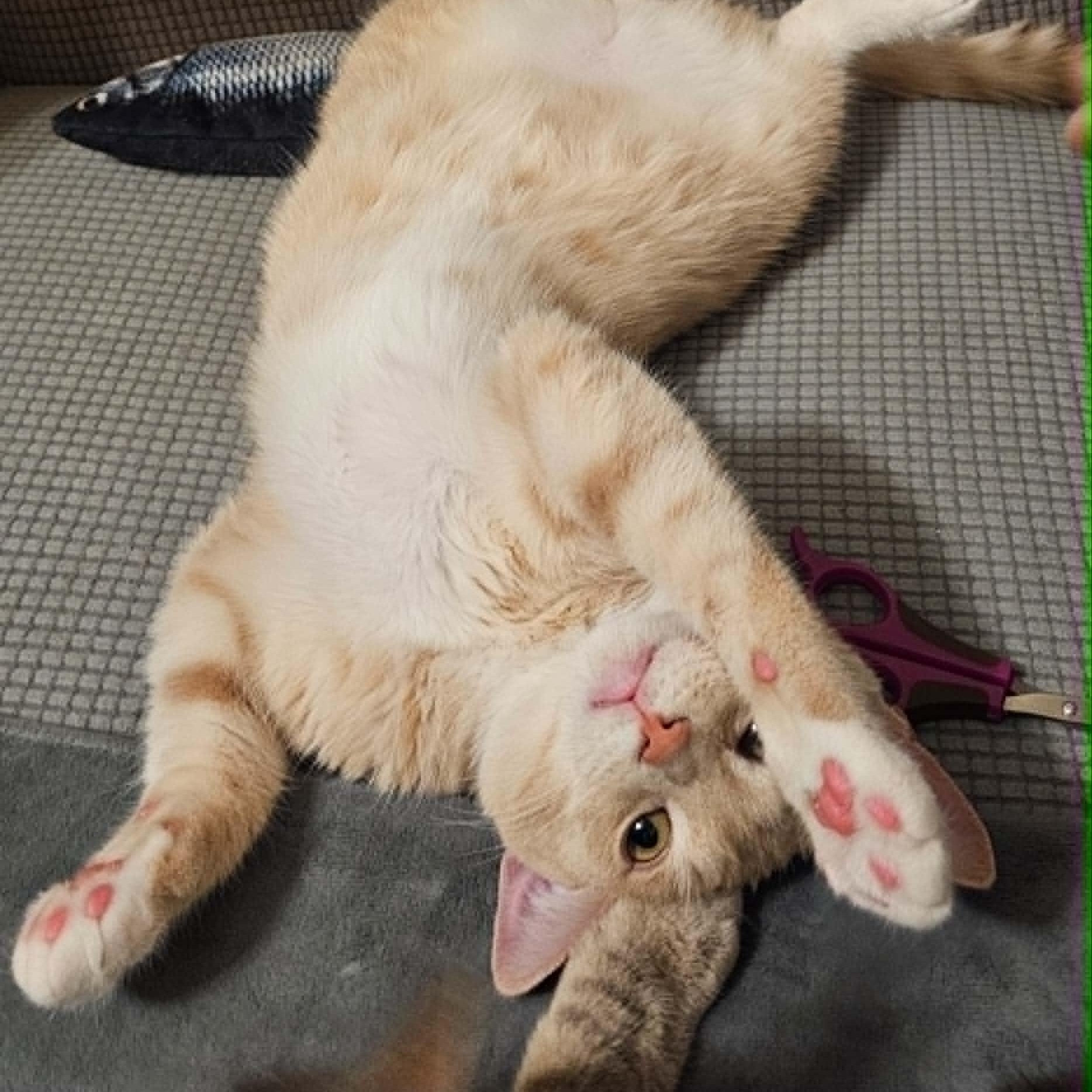 Simon, an adopted Domestic Short Hair in Antioch, CA image 1/5