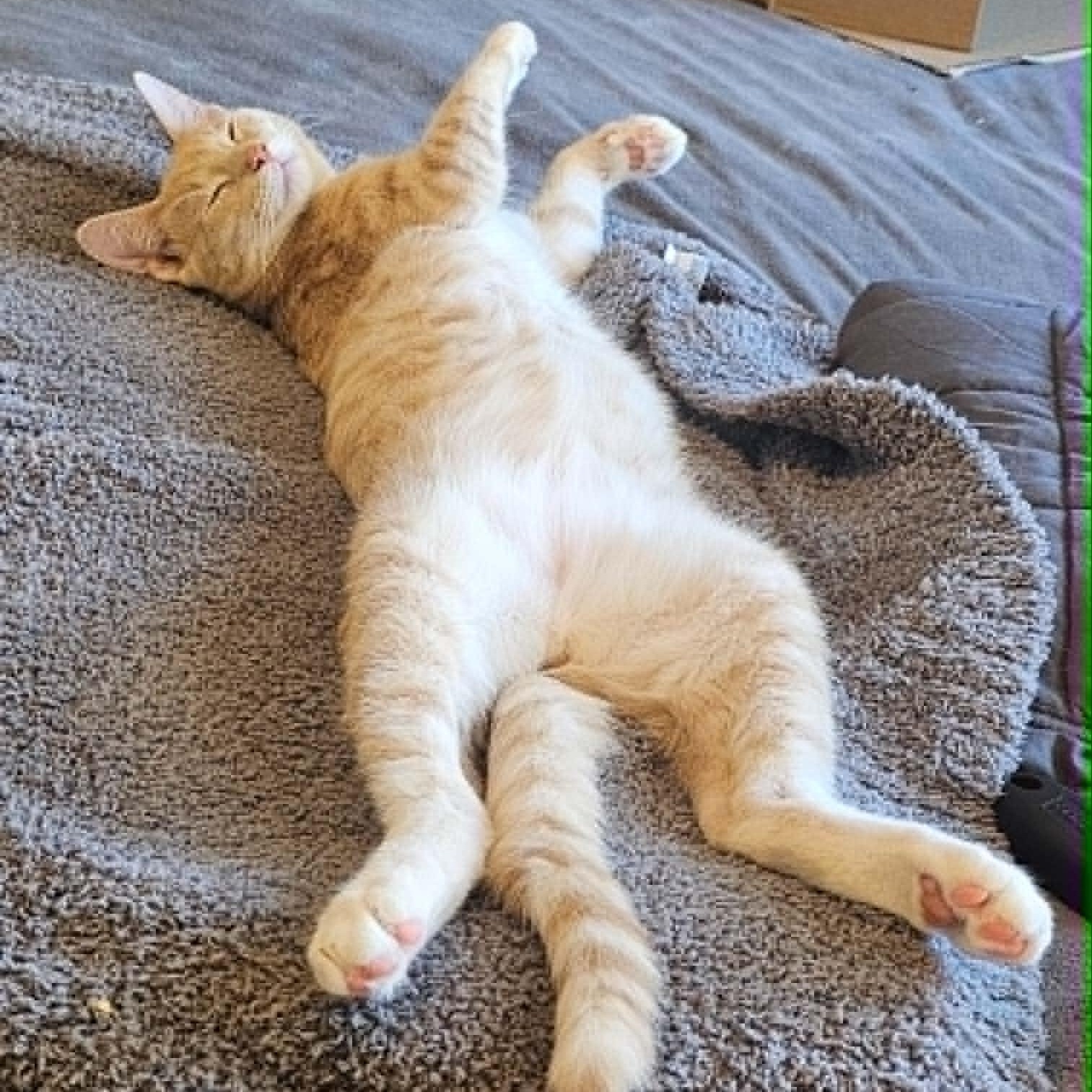 Simon, an adopted Domestic Short Hair in Antioch, CA image 2/5