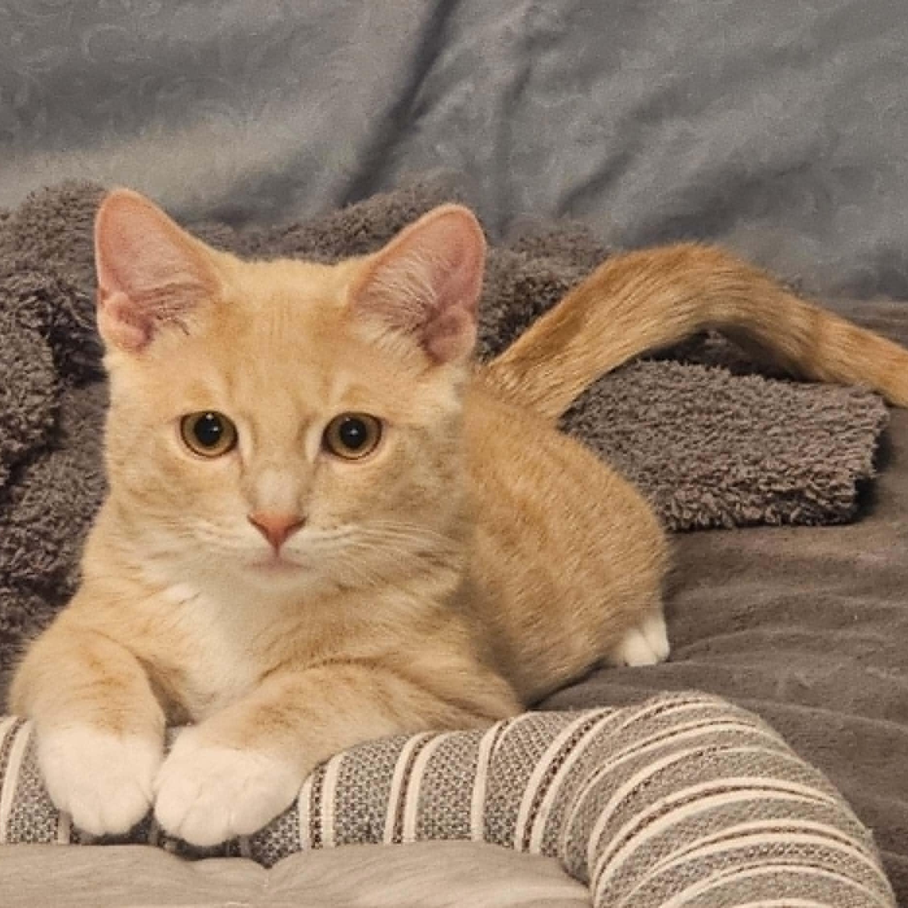 Simon, an adopted Domestic Short Hair in Antioch, CA image 5/5